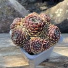 Sempervivum 'Mocha Rosette' / Kövirózsa 1