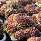 Sempervivum 'Mocha Rosette' / Kövirózsa 2