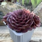 Sempervivum 'Ruby Shadow' / Kövirózsa 2
