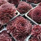 Sempervivum 'Ruby Shadow' / Kövirózsa 1