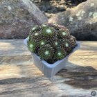 Sempervivum 'Olive Carpet' / Kövirózsa 1