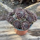 Sempervivum 'Royal Rosette' / Kövirózsa 1