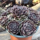 Sempervivum 'Royal Rosette' / Kövirózsa 2