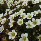 Saxifraga x arendsii 'Pixie White' / Kőtörőfű 1