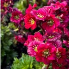 Saxifraga x arendsii 'Luschtinez' / Kőtörőfű 1