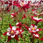 Aquilegia 'Red Hobbit' / Harangláb 1