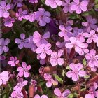Saponaria ocymoides / Gyepes szappanfű 1