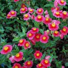 Helianthemum 'Mette' / Napvirág 1