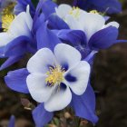 Aquilegia 'Winky Blue and White' / Harangláb 1