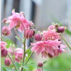 Aquilegia 'Rose Barlow' / Harangláb 1