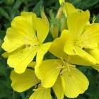Oenothera fruticosa subspecies glauca 'Tetragona' / Ligetszépe 1
