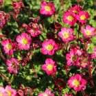 Saxifraga x arendsii 'Rosenzwerg' / Kőtörőfű 1