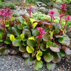 Bergenia cordifolia 'Purpurea' / Bőrlevél 1