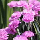 Dianthus plumarius 'Color mix' / Illatos tollas szegfű 2