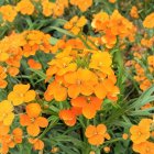 Erysimum linifolium 'Super bowl compact orange' / Repcsény 1