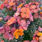 Erysimum linifolium 'Super bowl compact orange' / Repcsény 2