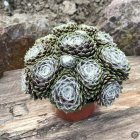 Sempervivum 'Snowball' / Kövirózsa 1