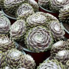 Sempervivum 'Snowball' / Kövirózsa 2