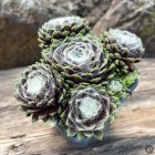 Sempervivum 'Snowball' / Kövirózsa 1