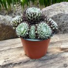 Sempervivum 'Fuzzy Frost' / Kövirózsa 1