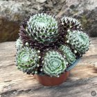 Sempervivum 'Fuzzy Frost' / Kövirózsa 2
