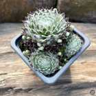 Sempervivum 'Fuzzy Frost' / Kövirózsa 1