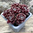 Sempervivum 'Red Velvet' / Kövirózsa 1