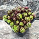 Sempervivum 'Jade Berry' / Kövirózsa 1