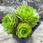 Sempervivum 'Candy Apple' / Kövirózsa 1