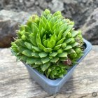 Sempervivum 'Fresh Green' / Kövirózsa 1