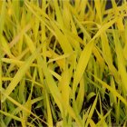 Phalaris arundinacea 'Pure Gold' / Pántlikafű 1