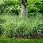 Phalaris arundinacea 'Luteopicta' / Pántlikafű 1