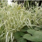 Phalaris arundinacea 'Luteopicta' / Pántlikafű 2