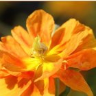 Helianthemum 'Orange Double' / Napvirág 1