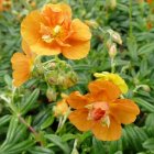 Helianthemum 'Orange Double' / Napvirág 2