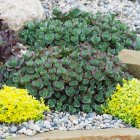 Sedum SunSparkler 'Lime Zinger' / Varjúháj 1