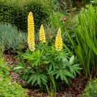 Lupinus 'Chandelier' / Csillagfürt 1