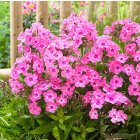 Phlox paniculata 'Sweet Summer Candy' / Bugás lángvirág 1