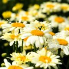 Leucanthemum superbum 'Banana Cream' / Margaréta 1