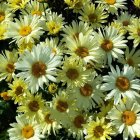 Leucanthemum superbum 'Banana Cream' / Margaréta 2