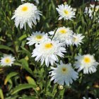 Leucanthemum x superbum 'Snehurka' / Margaréta 1