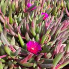 Delosperma Desert Dancers 'Purple' / Délvirág 1