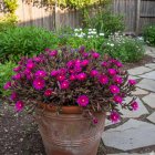 Delosperma Desert Dancers 'Purple' / Délvirág 2