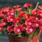 Delosperma 'Sundella Red' / Délvirág 1