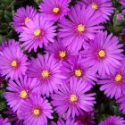 Delosperma ecklonis / Délvirág 1