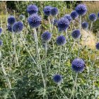 Echinops bannaticus 'Taplow Blue' / Szamárkenyér 1