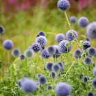 Echinops bannaticus 'Taplow Blue' / Szamárkenyér 2