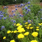 Echinops bannaticus 'Taplow Blue' / Szamárkenyér 3