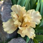 Iris germanica 'peach frilly' / Törpe nőszirom 1