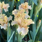 Iris germanica 'peach frilly' / Törpe nőszirom 2